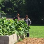 Two people looking at the community garden.